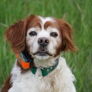 French Brittany All Grown Up from L'Etoile du Nord Kennels