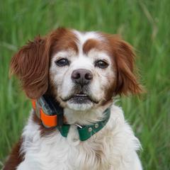 French Brittany All Grown Up from L'Etoile du Nord Kennels