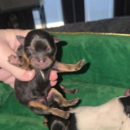 Tasmania - Black and tan male Pomeranian puppy in Angleton, Texas from Pomeranian Palace, LLC
