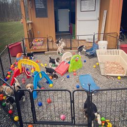 Beagle Puppies from Lead The Way Kennel LLC