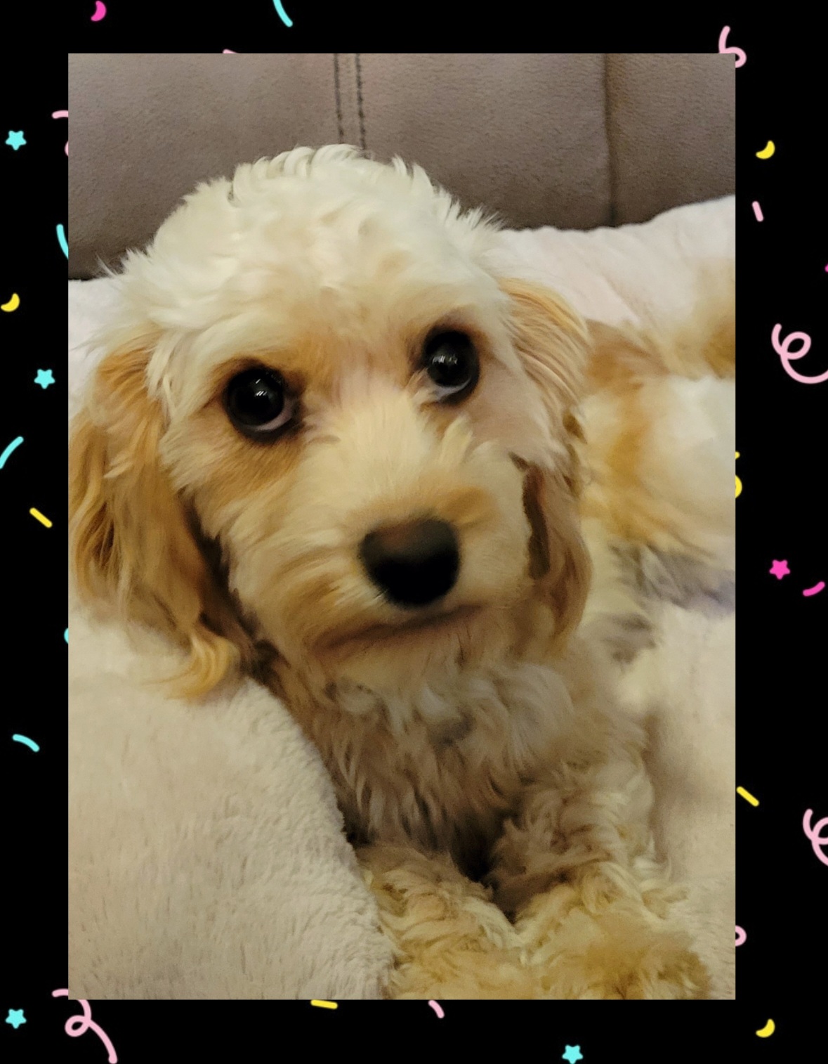 Ruby - Cavapoo
