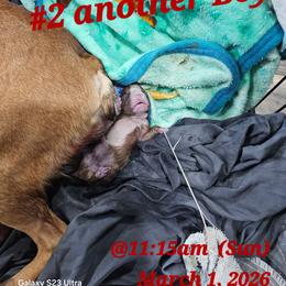 BoY 2 - Red male Boston Terrier puppy in Versailles, Indiana from Benhams Bostons