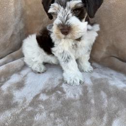 Orchid - Parti male Miniature Schnauzer puppy in Menifee, California from Violet’s Meadow