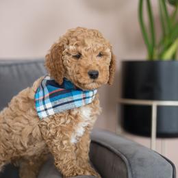 Goldendoodle Puppies from Dashing Doodle Pups