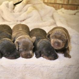 Dachshund Puppies from Cajun Pawfection