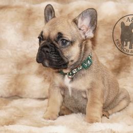 Boy 1 - Fawn male French Bulldog puppy in Schaumburg, Illinois from A & B French Bulldogs