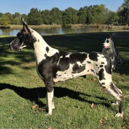Annie - Great Dane