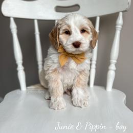 Australian Labradoodle Puppies from Rutu Australian Labradoodles
