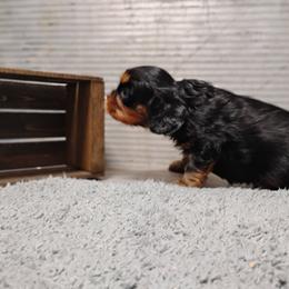 Cavalier King Charles Spaniel Puppies from Apple Blossom Cavaliers