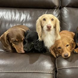 Dachshunds from Half Pint Doxies