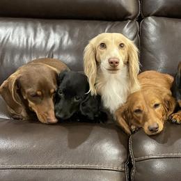 Dachshunds from Half Pint Doxies