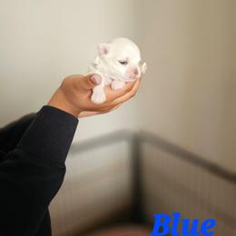 Blue - White male Maltese puppy in Victoville, California from T&C Maltese