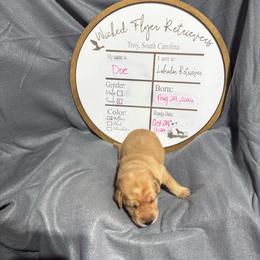Doe - hot pink collar - Yellow female Labrador Retriever puppy in Troy, South Carolina from Wicked Flyer Retrievers