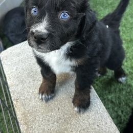 Aussiedoodle Puppies from Penny’s Pals
