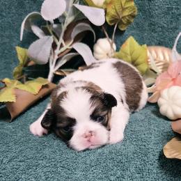 Girl 3 - female Japanese Chin puppy in Tulsa, Oklahoma from Locust Creek Pugs & Japanese Chin's