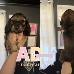 Moose - Cream male Dachshund puppy in Coatesville, Indiana from ADH Dachshunds