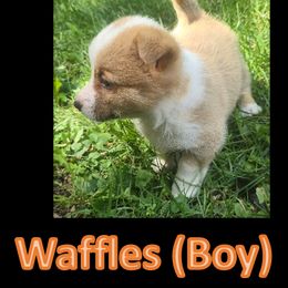 Pembroke Welsh Corgi Puppies from Dave's Corgi Ranch