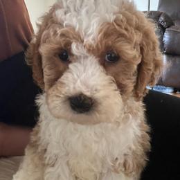 Taffy - Apricot female Aussiedoodle puppy in Omro, Wisconsin from Crystal Ridge Doodles