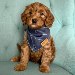Oslo - Red  Goldendoodle puppy in Chattanooga, Tennessee from Ruby's Kit & Ka'Doodles