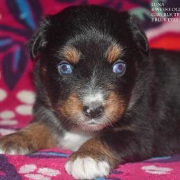 Luna - Black tri female Miniature Australian Shepherd puppy in Patterson, North Carolina from DreamLine Aussies