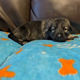 Girl 3 - Black and silver female Shiloh Shepherd puppy in Jackson Township, New Jersey from Divine Shilohs