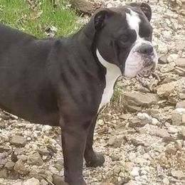 Olde English Bulldogges from M&M Bulldogs