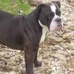 Olde English Bulldogges from M&M Bulldogs