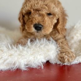 Cavapoo Puppies from Freckles Family Cavapoos