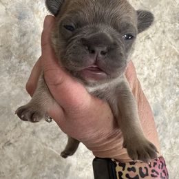 Blue Fawn - Blue fawn French Bulldog puppy in Medina, Ohio from Frenchies Du Jour