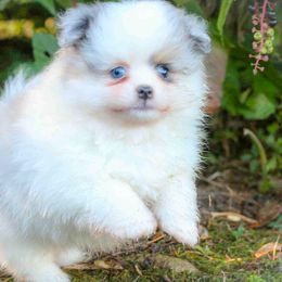 Biscotti-blue eyes - Blue merle male Pomeranian puppy in Bremen, Indiana from AMS Pomeranians and Pomskies in Indiana