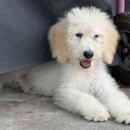 Mr. Cloud - Cream male Labradoodle puppy in Houston, Texas from Prime & Prissy Pooches