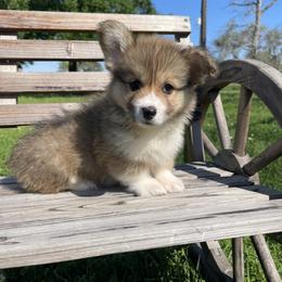 Pembroke Welsh Corgi Puppies from MG Corgis