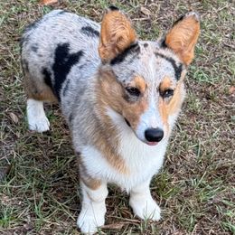 Jamanji - Blue merle and white male American Corgi puppy in Dade City, Florida from Red White & Bluie Corgi
