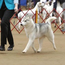 Siberian Husky All Grown Up from Pride Rock Siberians