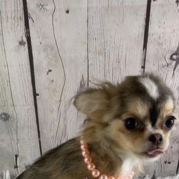 Diamond - Chihuahua
