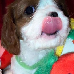 Cavalier King Charles Spaniels from Honey Bitt Cavaliers