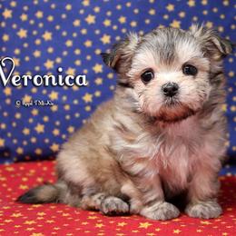 Veronica - Fawn female Mi-Ki puppy in Elizabeth, Colorado from Royal T Mi-Kis