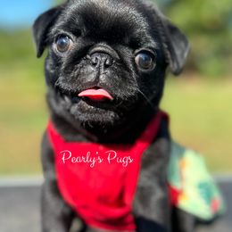Pug Puppies from Pearly’s Pugs
