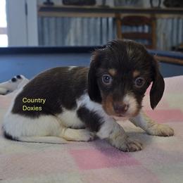 Chocolate pi LH - Chocolate female Dachshund puppy in Cedar City, Utah from Country Doxies