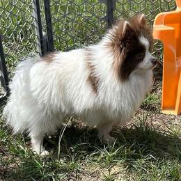 Nova - Pomeranian