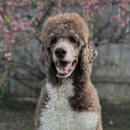 Poodles from Sageland Poodles