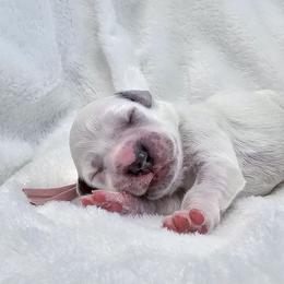 CD - White and black female Dalmatian puppy in Gray, Georgia from Fuller Spots