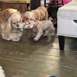 Cocker Spaniel Puppies from Cockers of Country Lane
