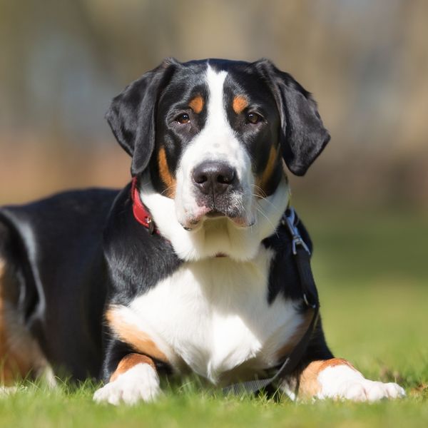 Greater Swiss Mountain Dog