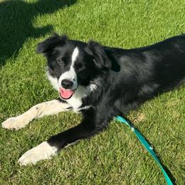 Lincoln - Black & white male Miniature Australian Shepherd puppy in California from Eagle River Aussies
