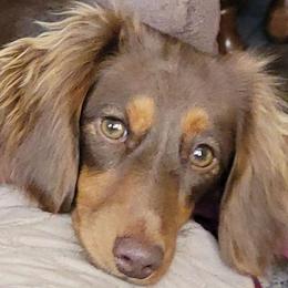 Baily - Dachshund