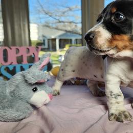 Dachshunds from Hardy Miniature Dachshunds