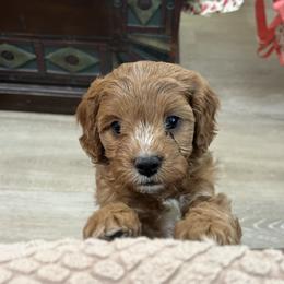Beck - Red male Cavapoo puppy in Glendale, Arizona from Dashing Dogs