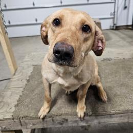 Adley - Labrador Retriever