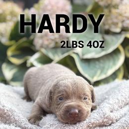 Hardy - Silver male Dilute Retriever puppy in Puyallup, Washington from 12 Door Farm Labradors